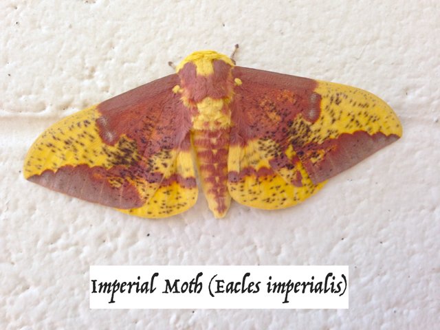 Imperial Moth (Eacles imperialis).jpg