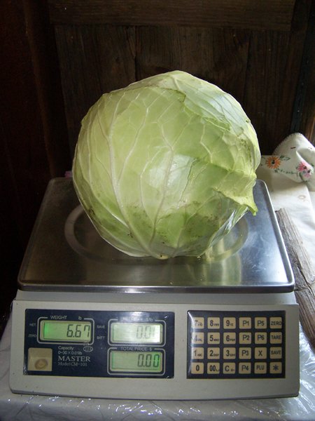 Cabbage - 6.67 lbs crop Aug.2018.jpg