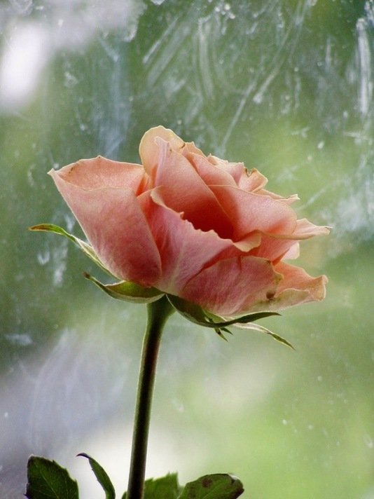 smaller vertical pink rose.jpg