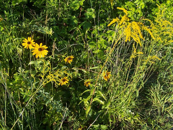 Driveway - black-eyed Susans and goldenrod crop August 2019.jpg