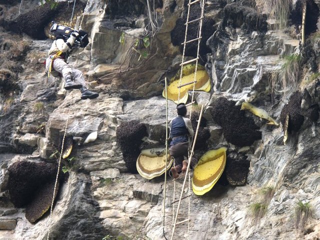 Wild-Bees-Honey-Hunting-Filming-in-Nepal.jpg