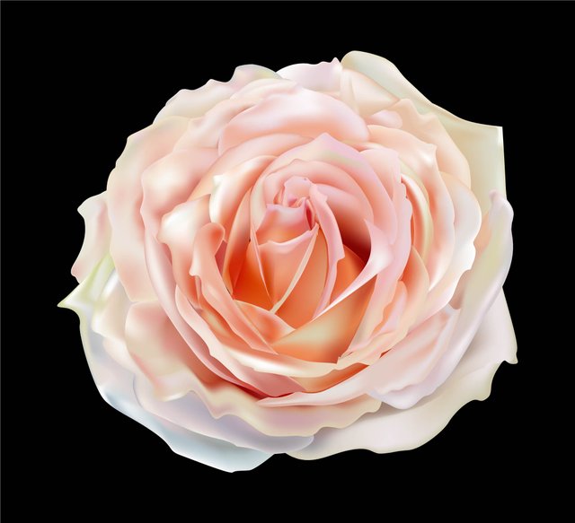 Rose pink single 1.jpg