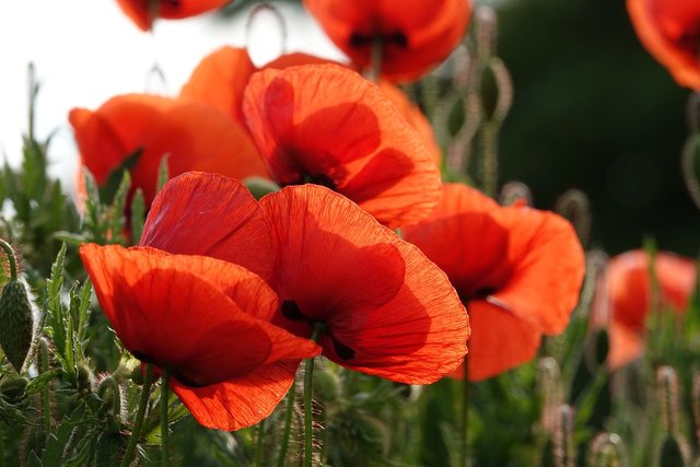 poppy-6309124_1280.jpg