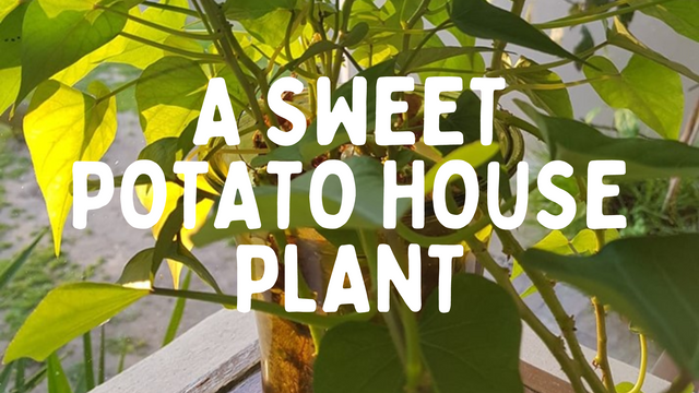 A sweet potato house plant.png