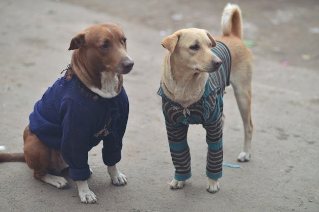 stray-dogs-india-wearing-clothes-so-they-get-cold_336782-75.jpg