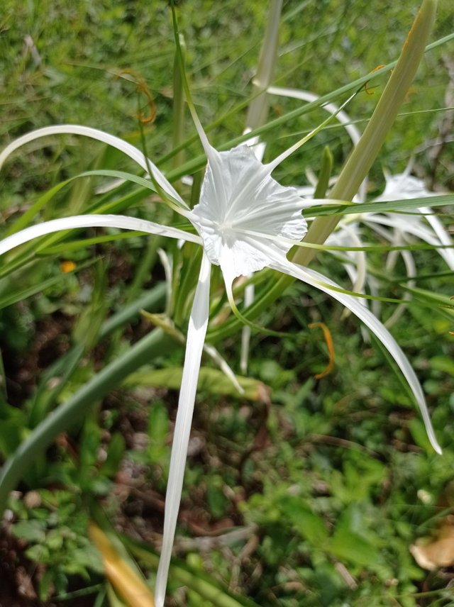 Hymenocallis littoralis 1.jpg