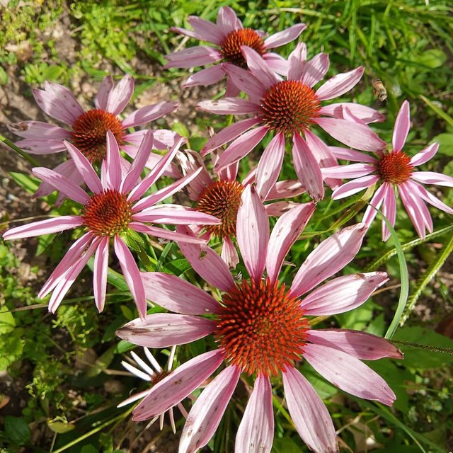 echinacea-purpurea.jpg