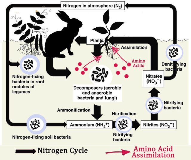Amino acid assimilation.jpg