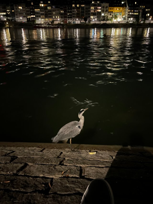 IMG_7873.jpeg