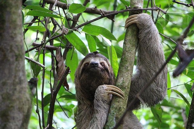 sloth-2759724__480.jpg