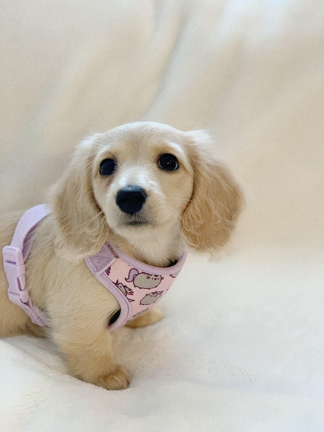 undeniably the cutest puppy.jpg