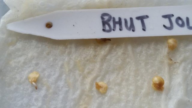 bhut02.jpg