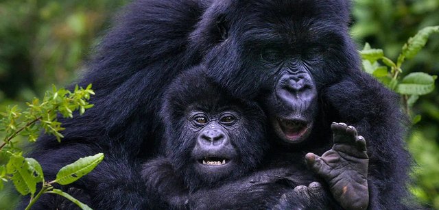 Top 5 Offers for Last Minute Gorilla Trekking Deals.jpg