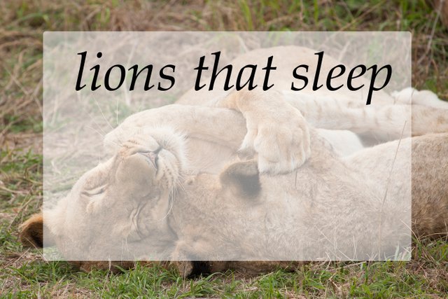 lions that sleep.jpg