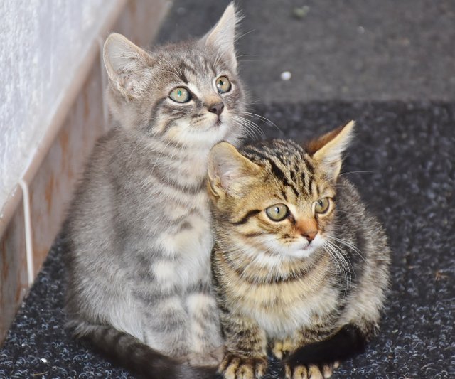 cat_baby_cats_young.jpg