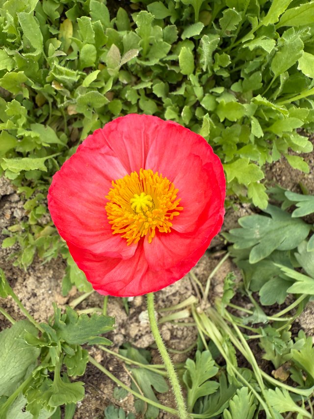 IMG_0448.jpeg