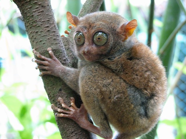 800px-Bohol_Tarsier.jpg