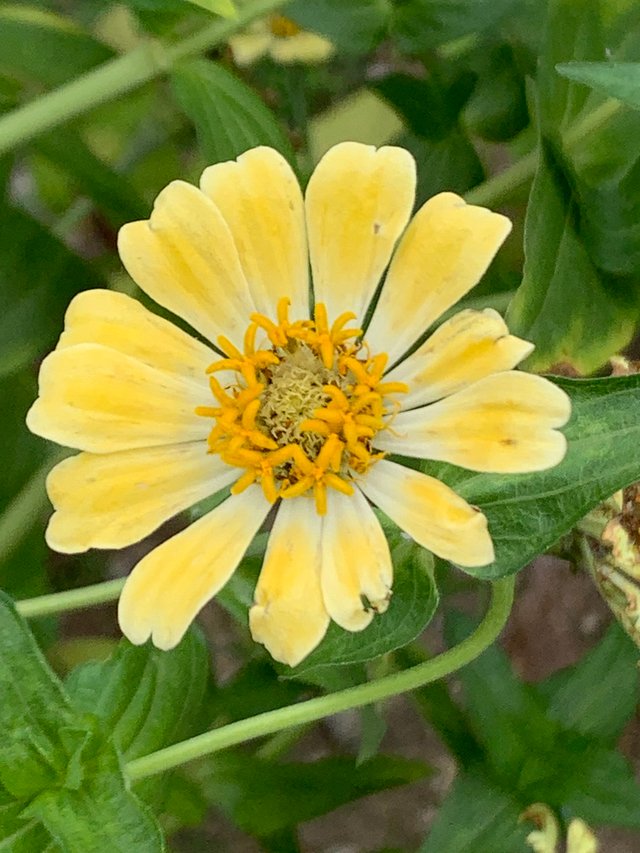flower106.jpg