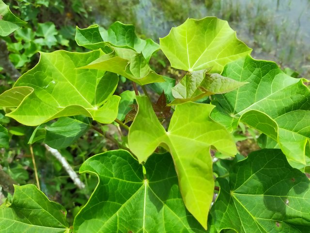 Leaves Fresh Jatropha (7).jpg