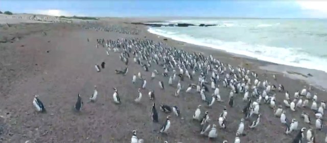 02.-Pingüinera de Punta Tombo-10.jpg