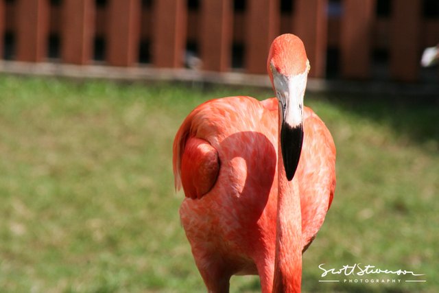 Flamingo-4.jpg