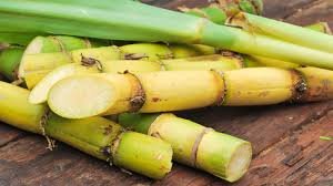 sugarcane2.jpg