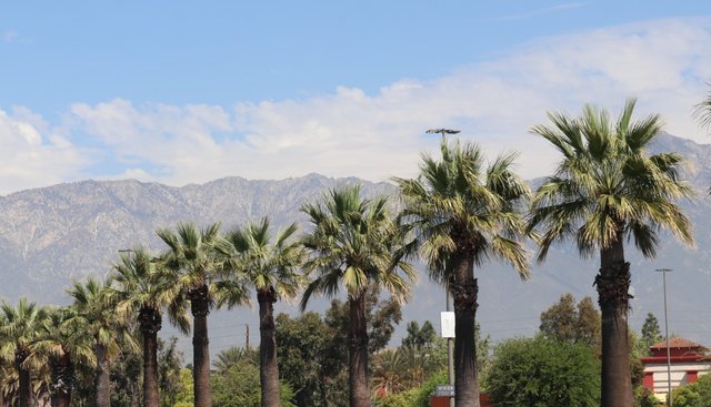 mountains and palm trees.jpg