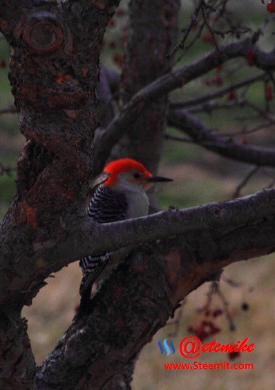 Red-Bellied Woodpecker PFW16.jpg