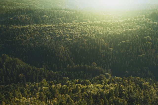 pexels-fr3nks-572937.jpg