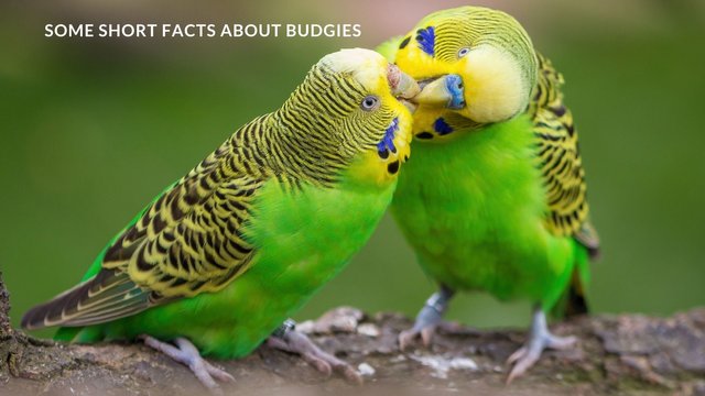 SOME SHORT FACTS ABOUT BUDGIES.jpg