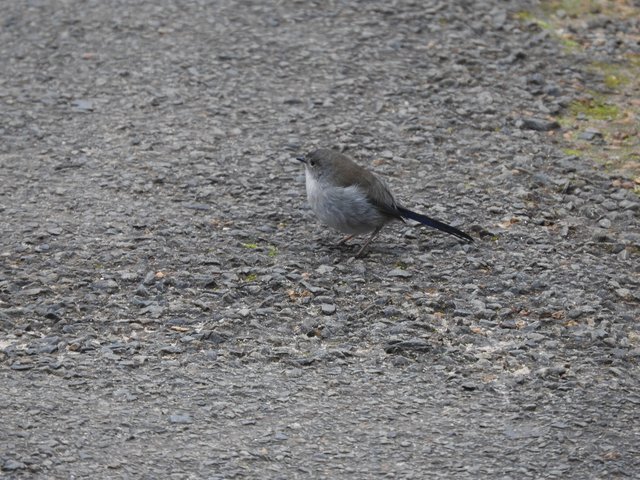 Superb fairy wren femail.JPG