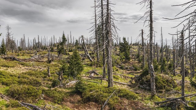 bavarian-forest-3385966_1280.jpg