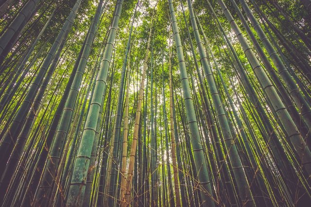 bamboo-china.jpg