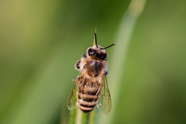 bee-3454075_1280.jpg