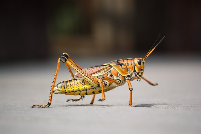 grasshopper-279532_1280.jpg