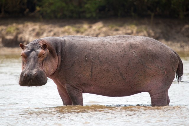 Portrait_Hippopotamus_in_the_water.jpg