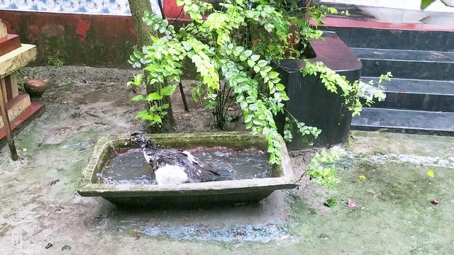 IMG_20250525_145054.jpg