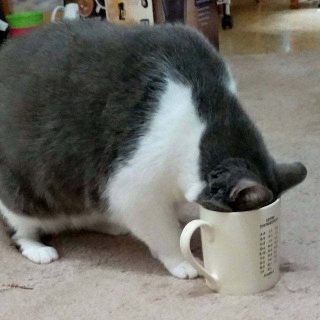 cathy cat drinking problem.jpg