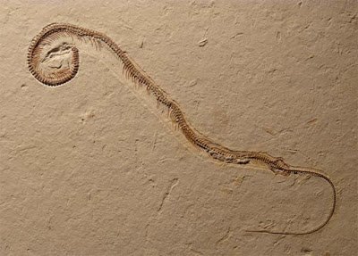 4-legged-snake-fossil-3_1-1.jpg