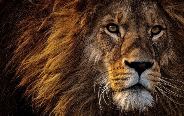 leon-el-rey-de-los-animales.jpg