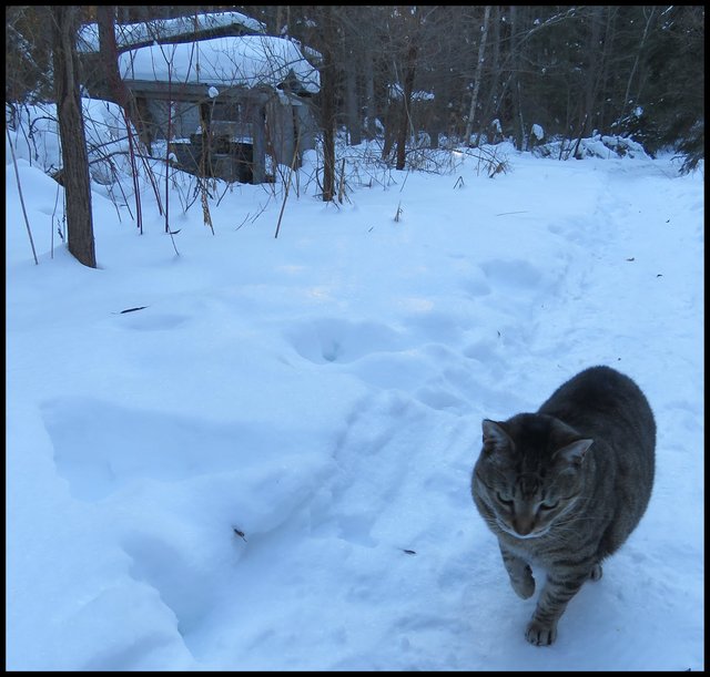 JJ lifting foot on snowy trail by well house.JPG