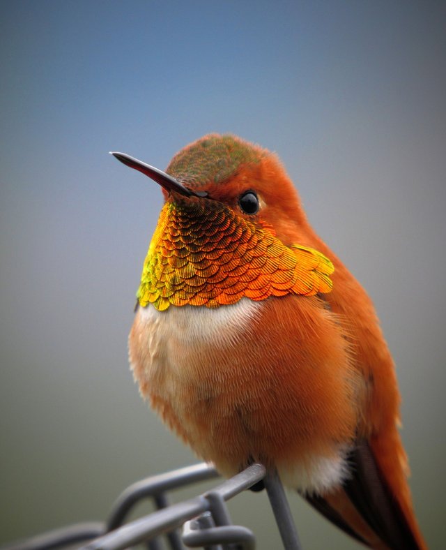hummingbird-5111260_1280.jpg