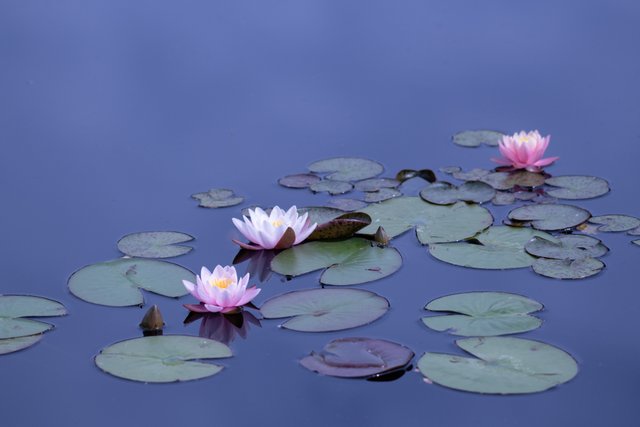 MikeBryantPhotography-Waterlilies-3.jpg