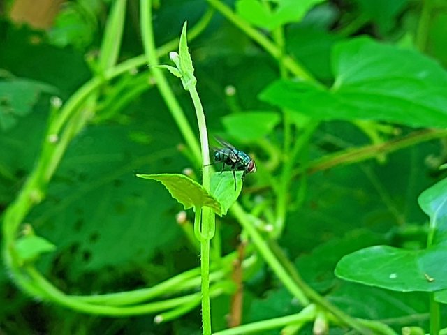 RIYAN_20240906_104541_🦋Macro Bee pro.PORTRAIT.jpg