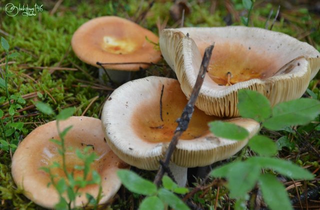 sunwapta mushroom.jpg