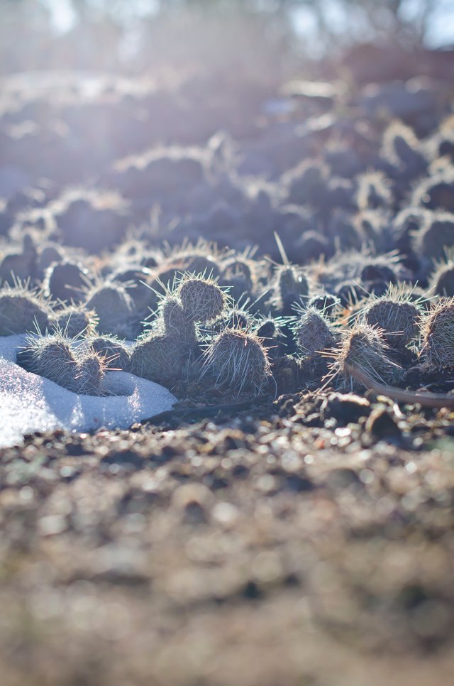 Cactus Bed .JPG