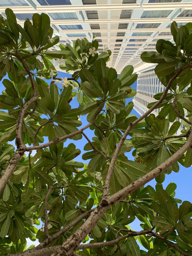trees and buildings13.jpg