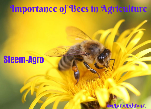 Importance of Bees in Agriculture_20240923_183450_0000.png