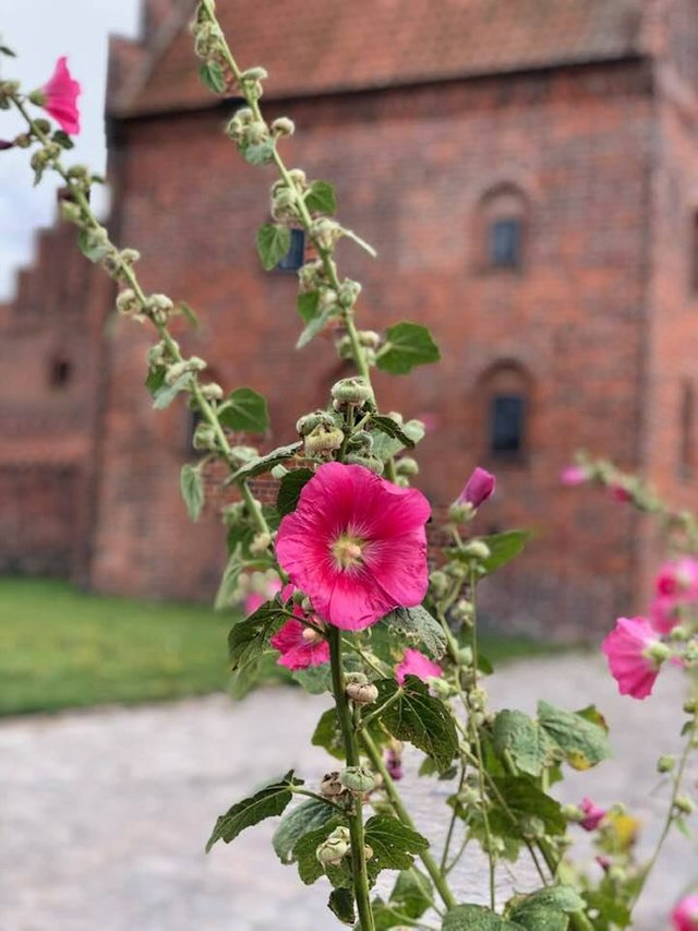 hollyhock kalundborg 2.jpg