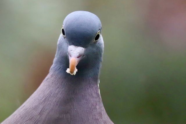 wood-pigeon-7960816_1280.jpg